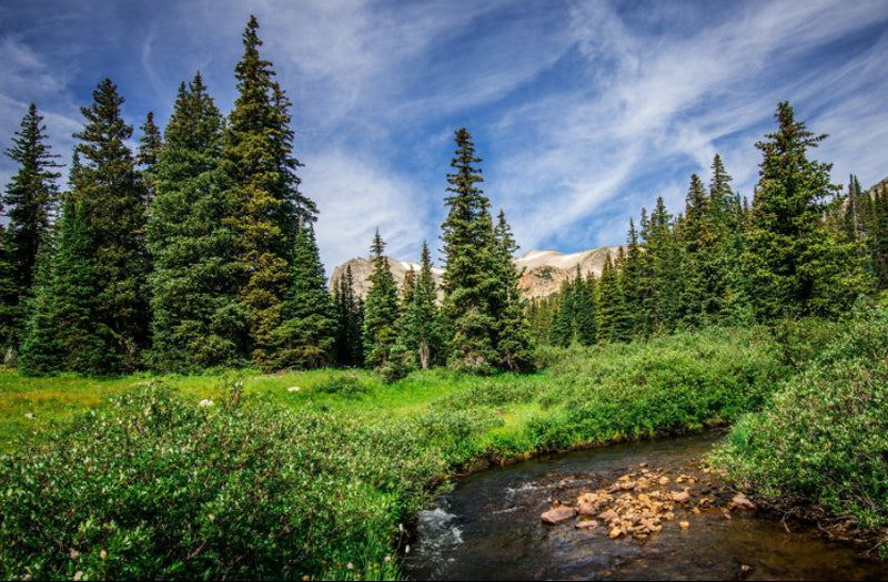 http://www.packerspine.com/cdn/shop/articles/Pine-Tar-Soap-for-Bug-Bites_1200x630.jpg?v=1671115574